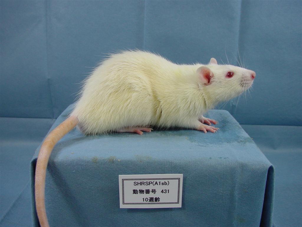 ラット系統